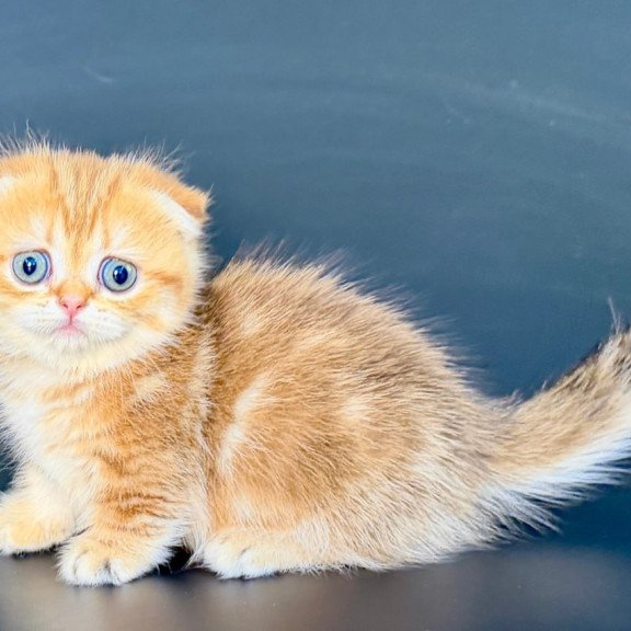 Munchkin Yvian