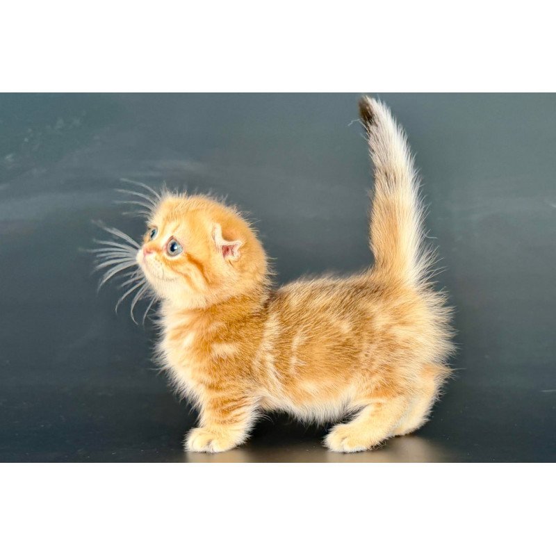 Munchkin Yvian