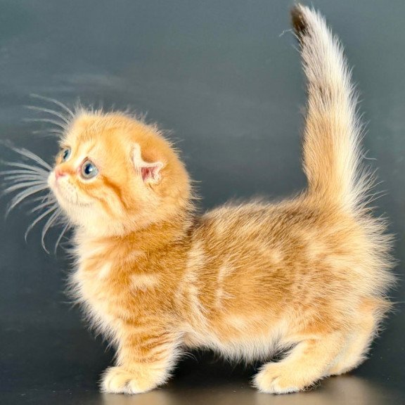 Munchkin Yvian