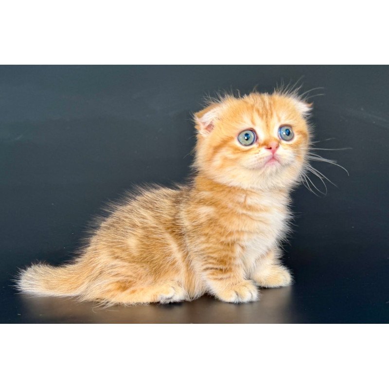 Munchkin Yvian