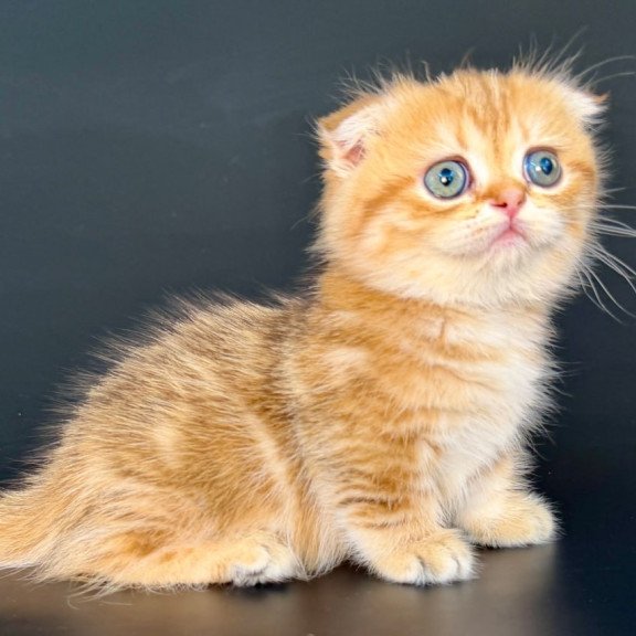 Munchkin Yvian