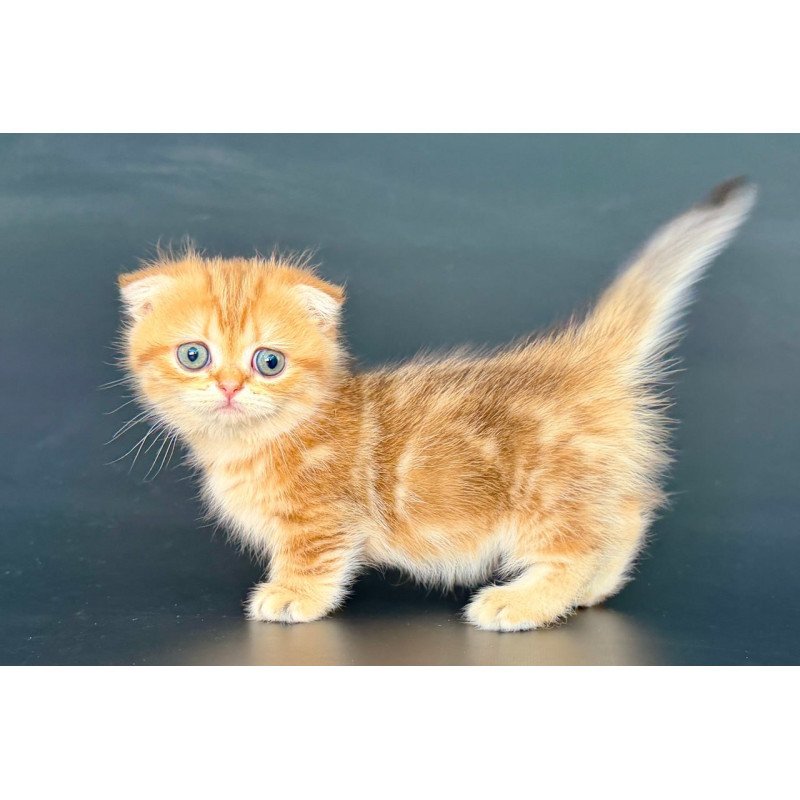 Munchkin Yvian