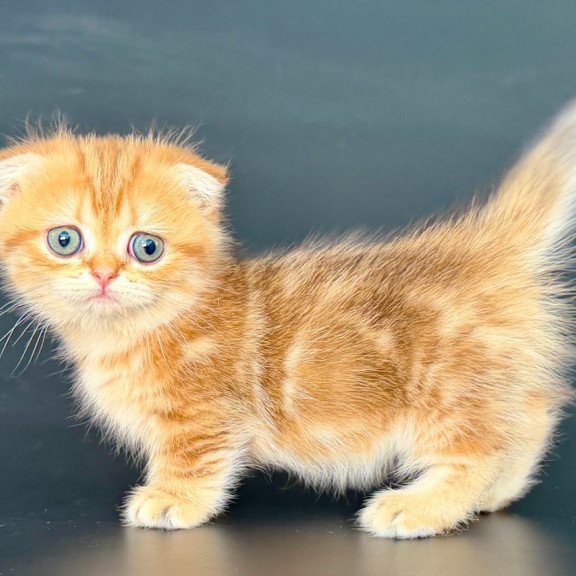 Munchkin Yvian