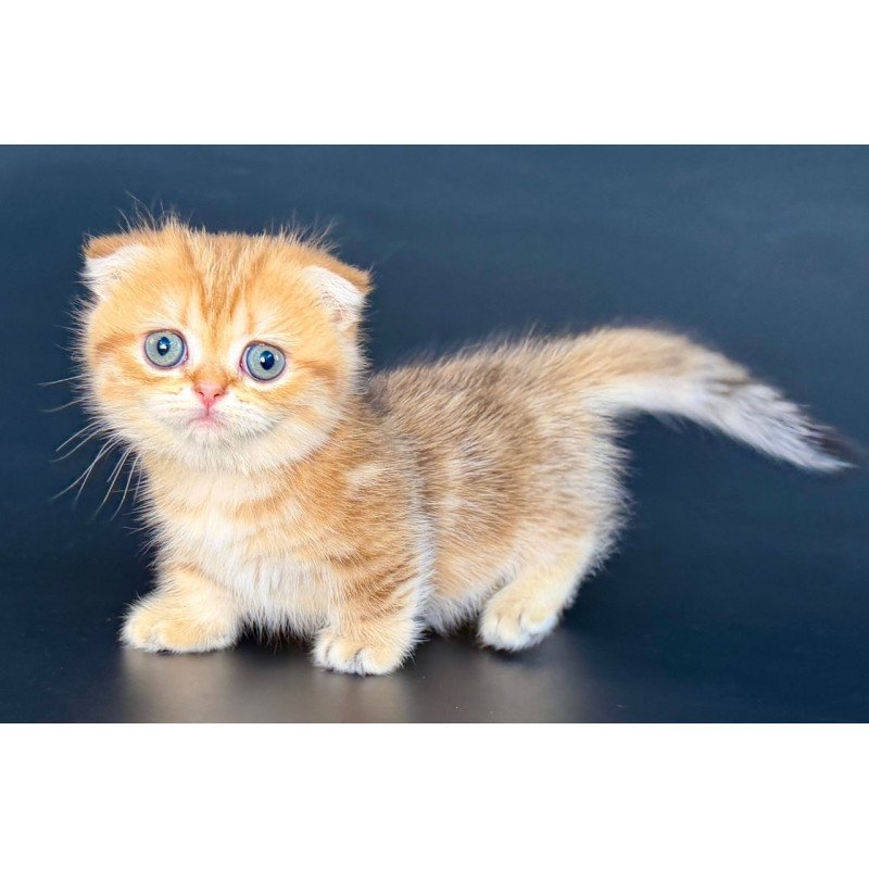 Munchkin Yvian