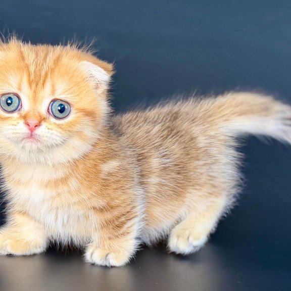 Munchkin Yvian