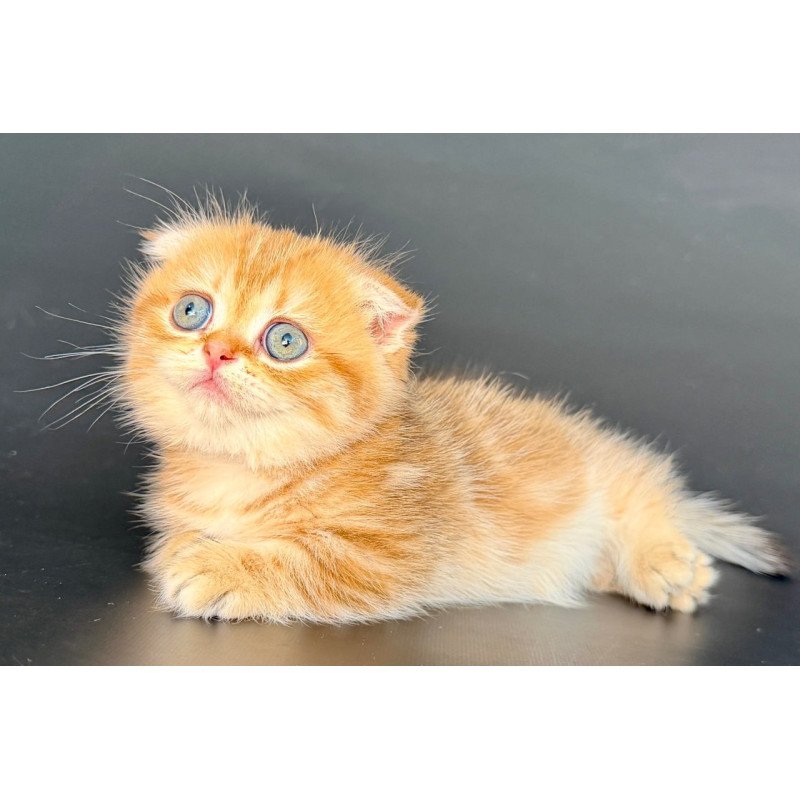 Munchkin Yvian