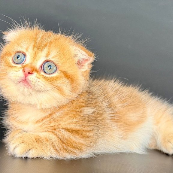 Munchkin Yvian