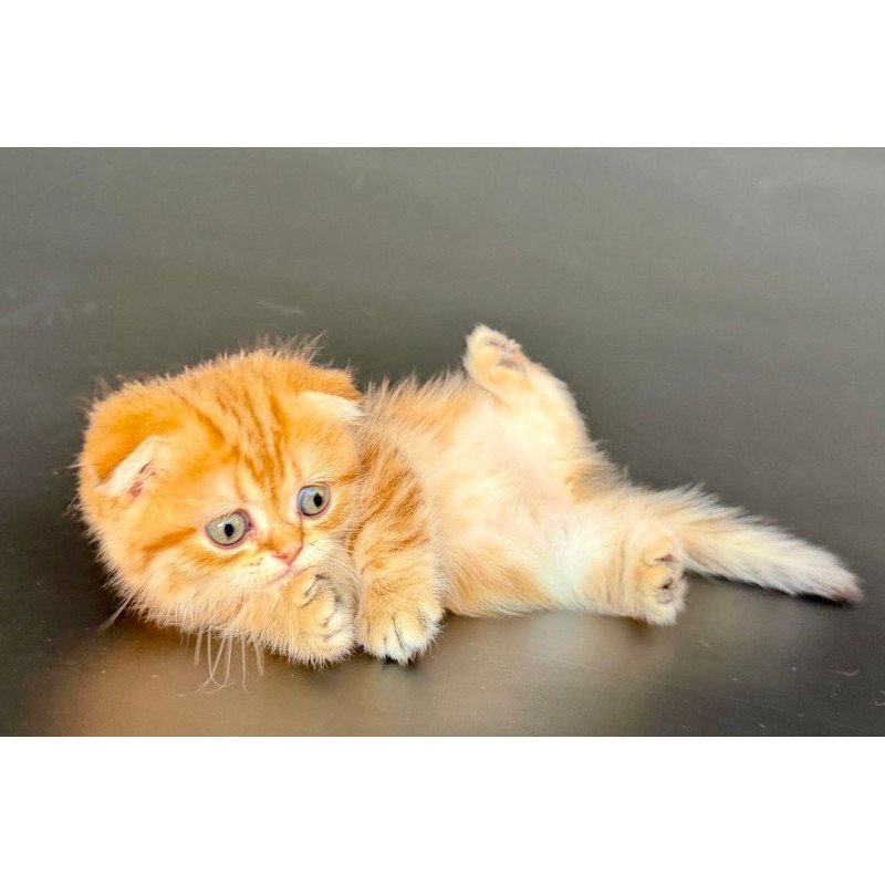 Munchkin Yvian