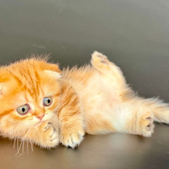 Munchkin Yvian