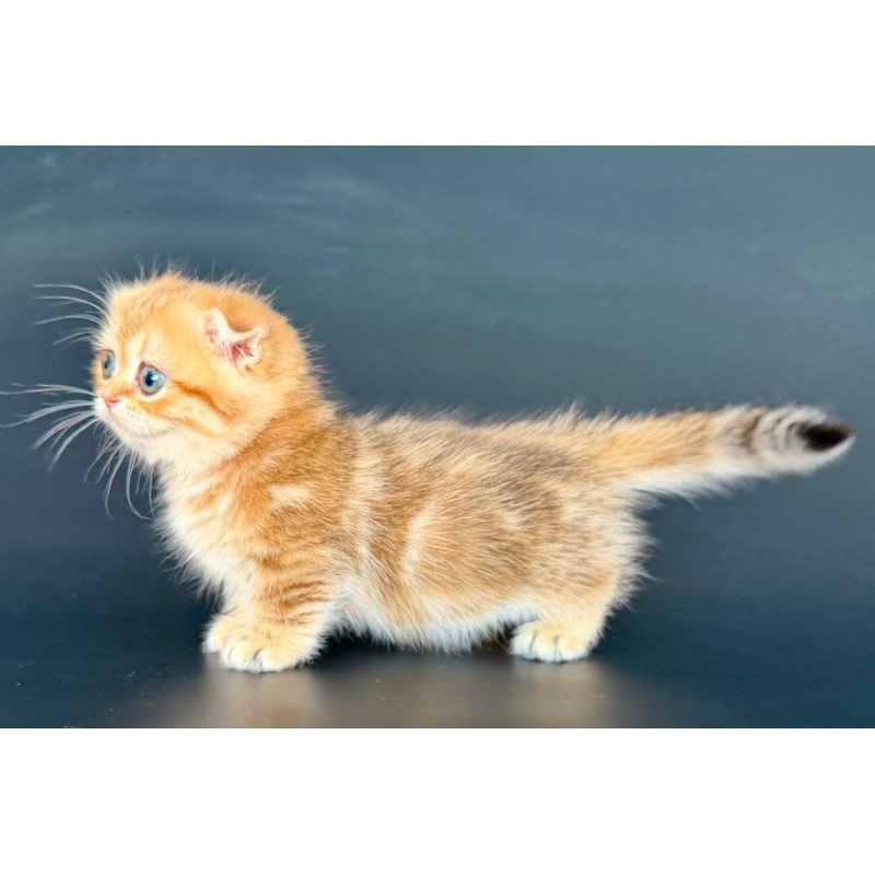 Munchkin Yvian