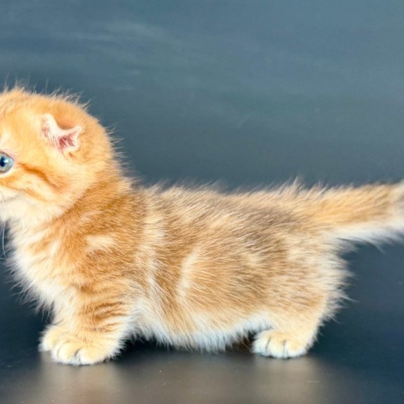 Munchkin Yvian