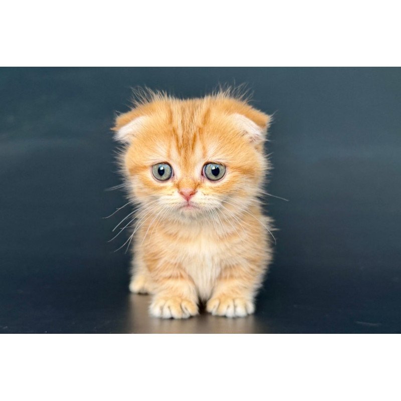Munchkin Yvian
