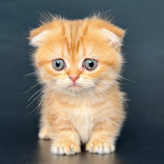 Munchkin Yvian