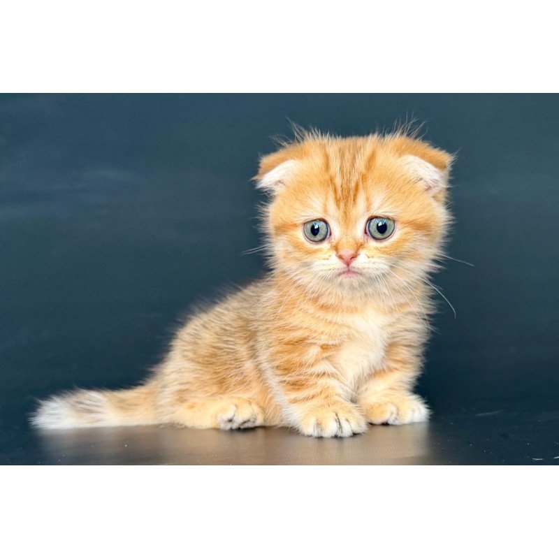 Munchkin Yvian