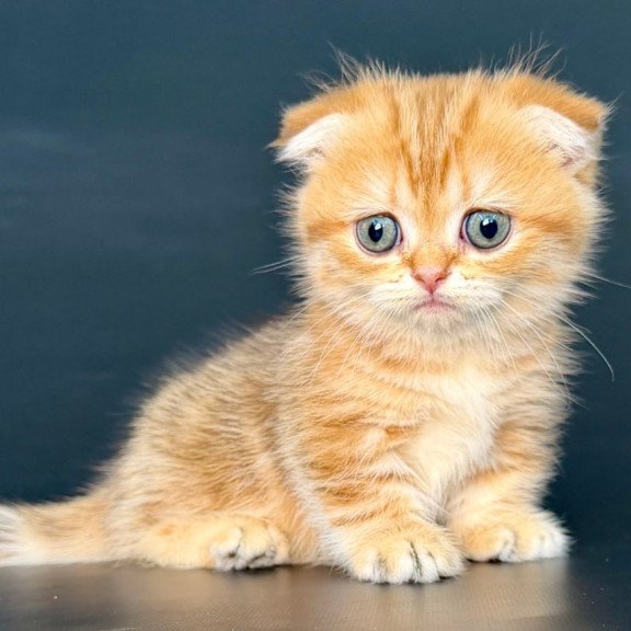 Munchkin Yvian