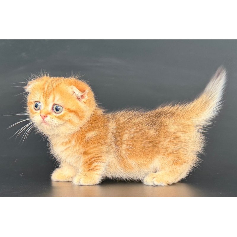 Munchkin Yvian