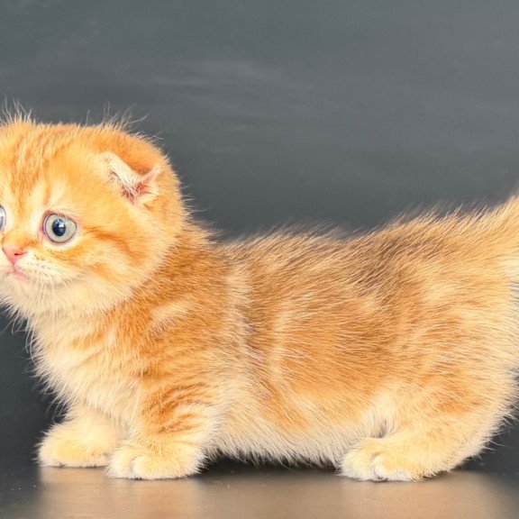 Munchkin Yvian