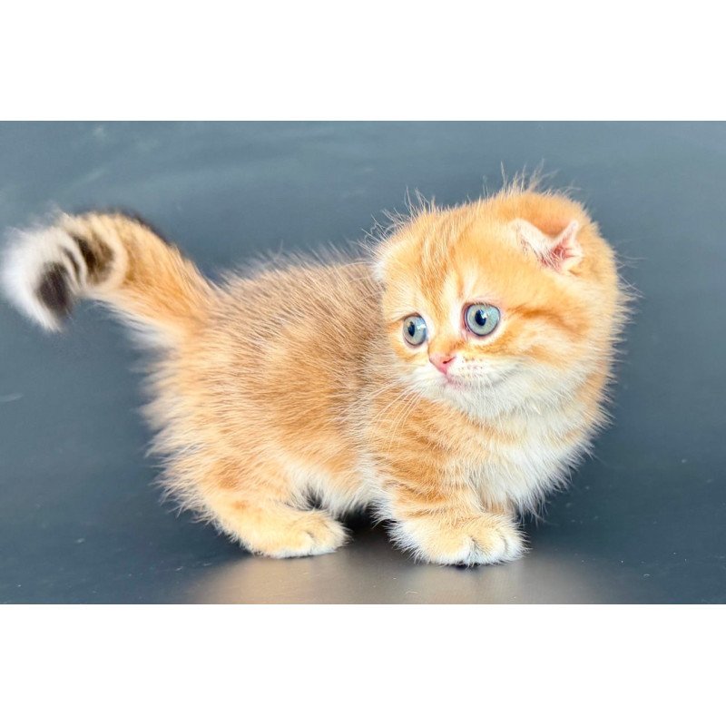 Munchkin Yvian