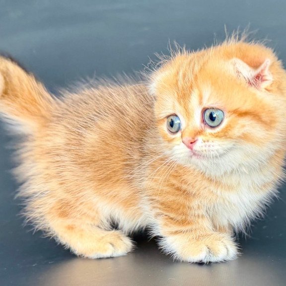 Munchkin Yvian