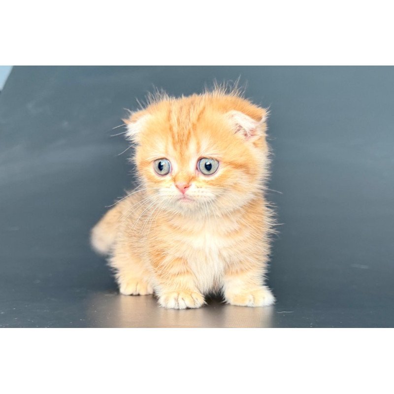 Munchkin Yvian