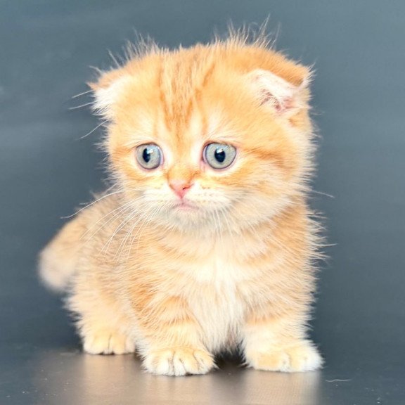 Munchkin Yvian