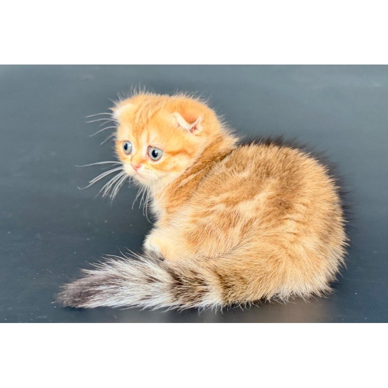 Munchkin Yvian