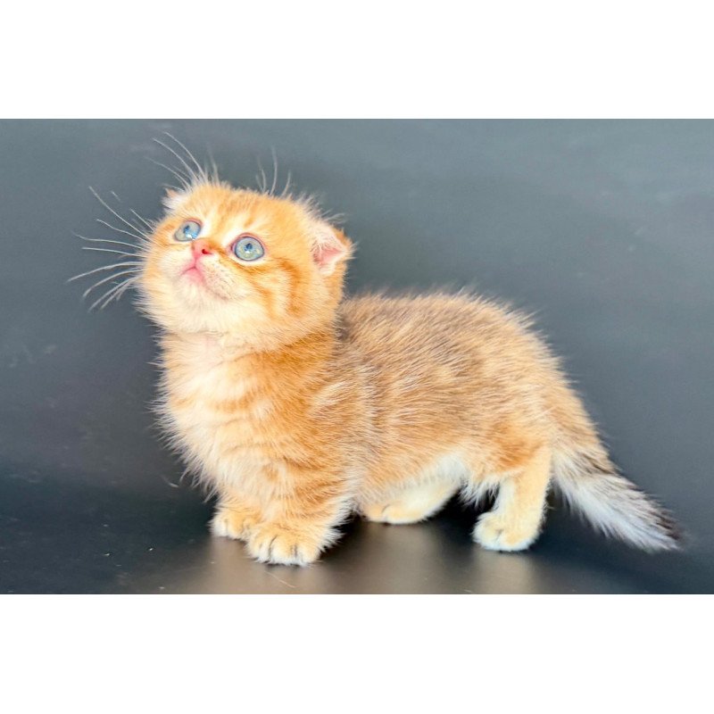 Munchkin Yvian