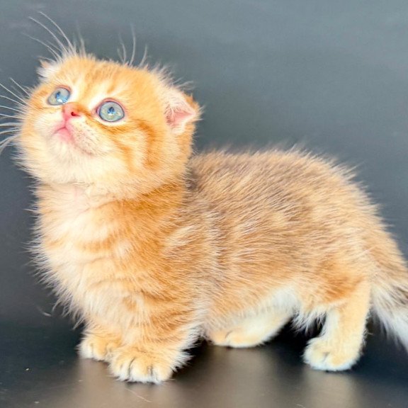 Munchkin Yvian