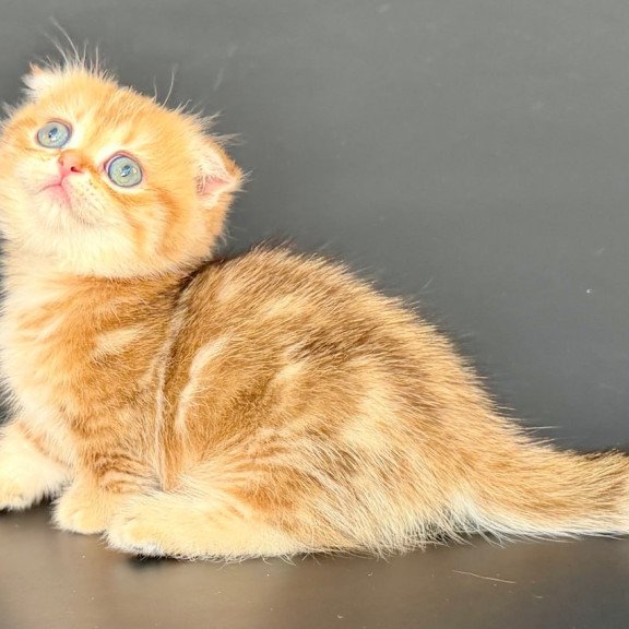 Munchkin Yvian