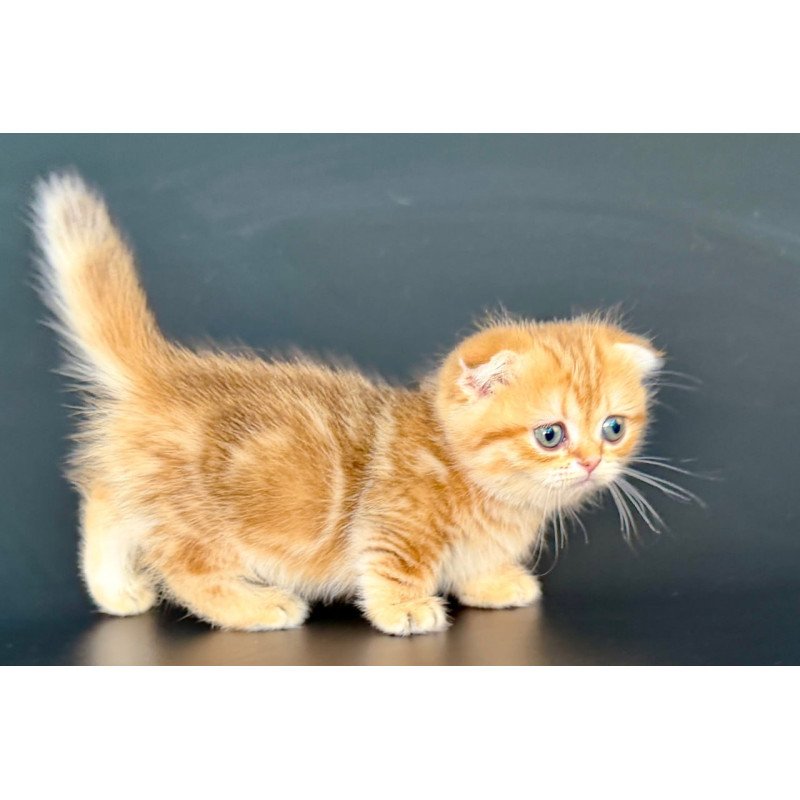 Munchkin Yvian