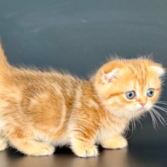Munchkin Yvian