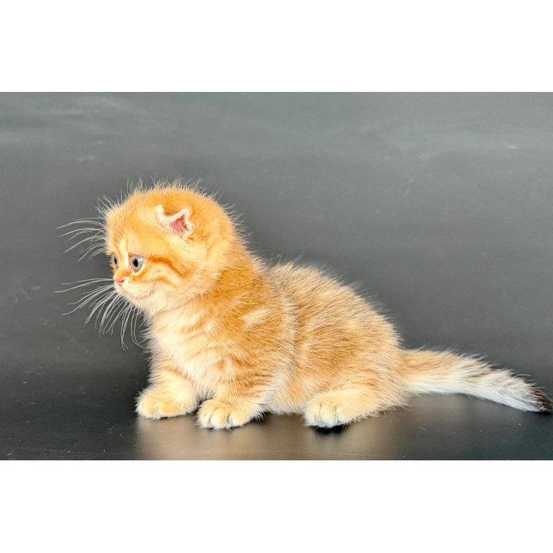 Munchkin Yvian
