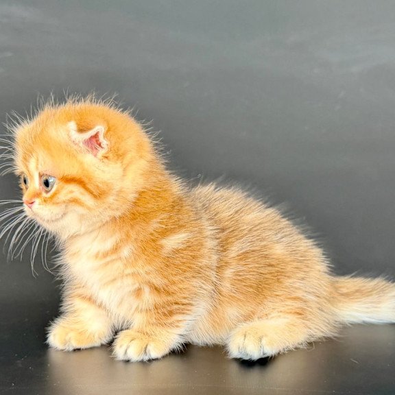 Munchkin Yvian