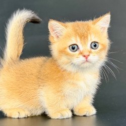 Munchkin Yven