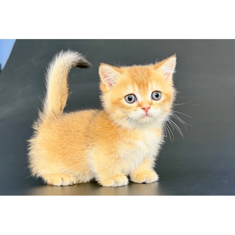 Munchkin Yven