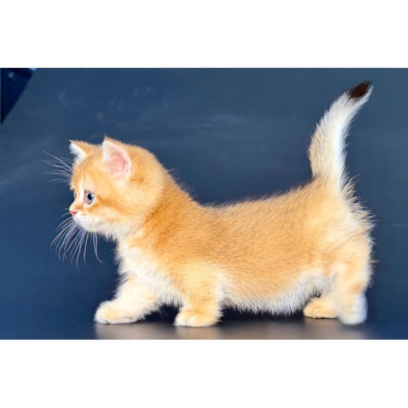 Munchkin Yven