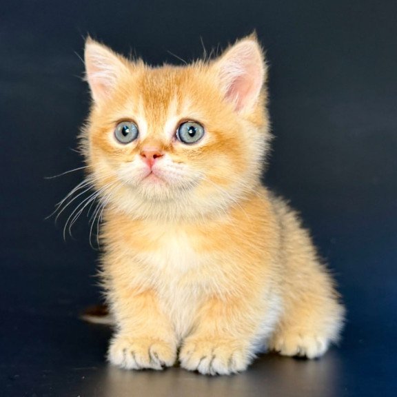 Munchkin Yven