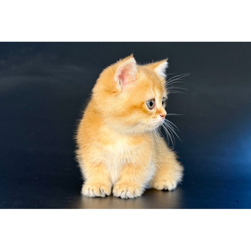 Munchkin Yven