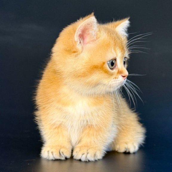 Munchkin Yven