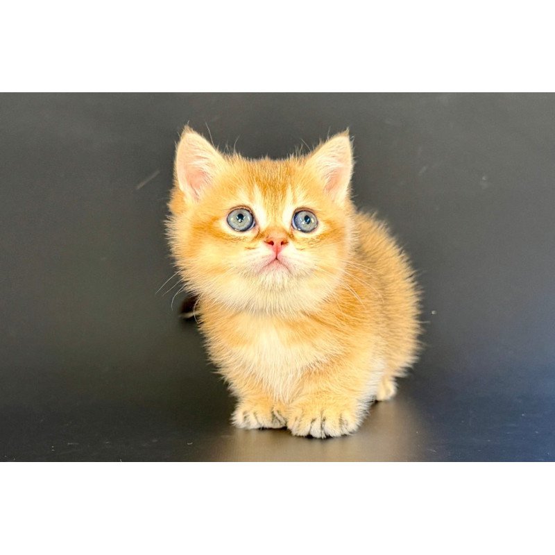 Munchkin Yven