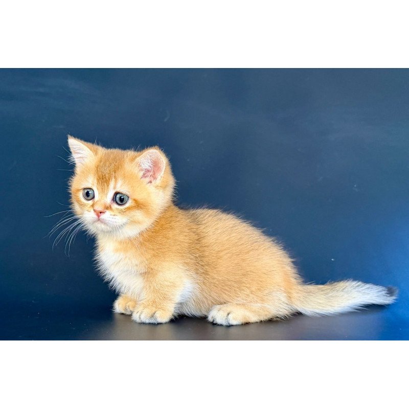 Munchkin Yven