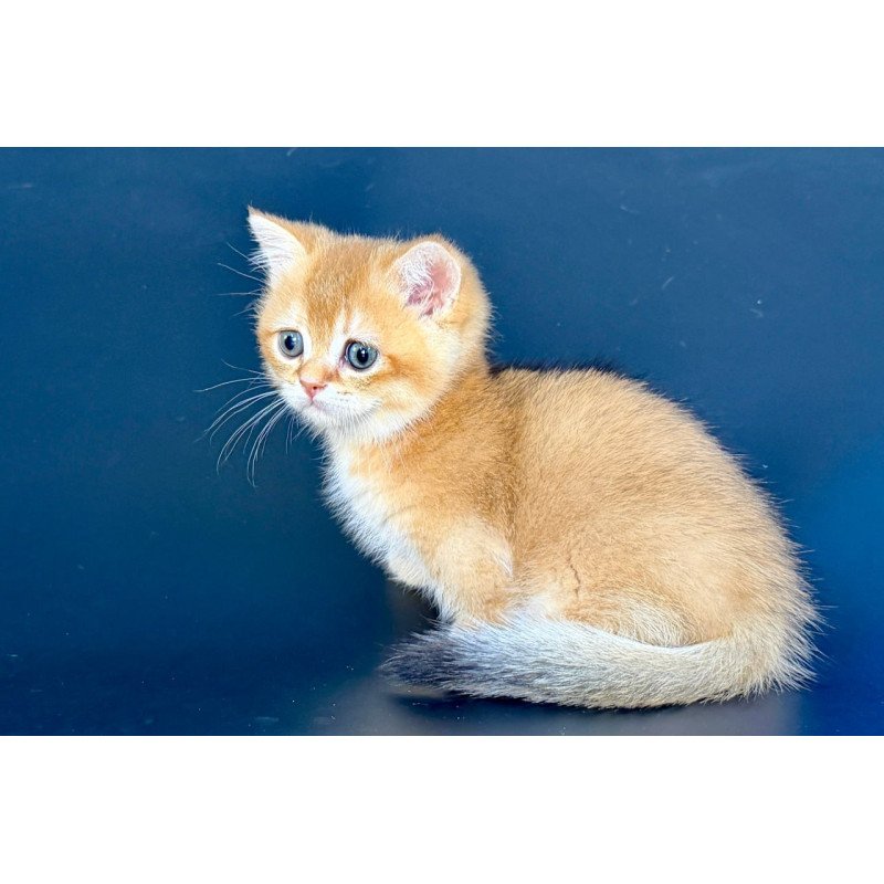 Munchkin Yven
