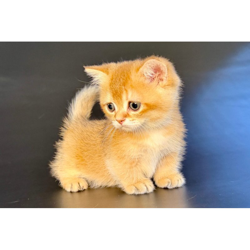 Munchkin Yven