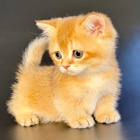 Munchkin Yven