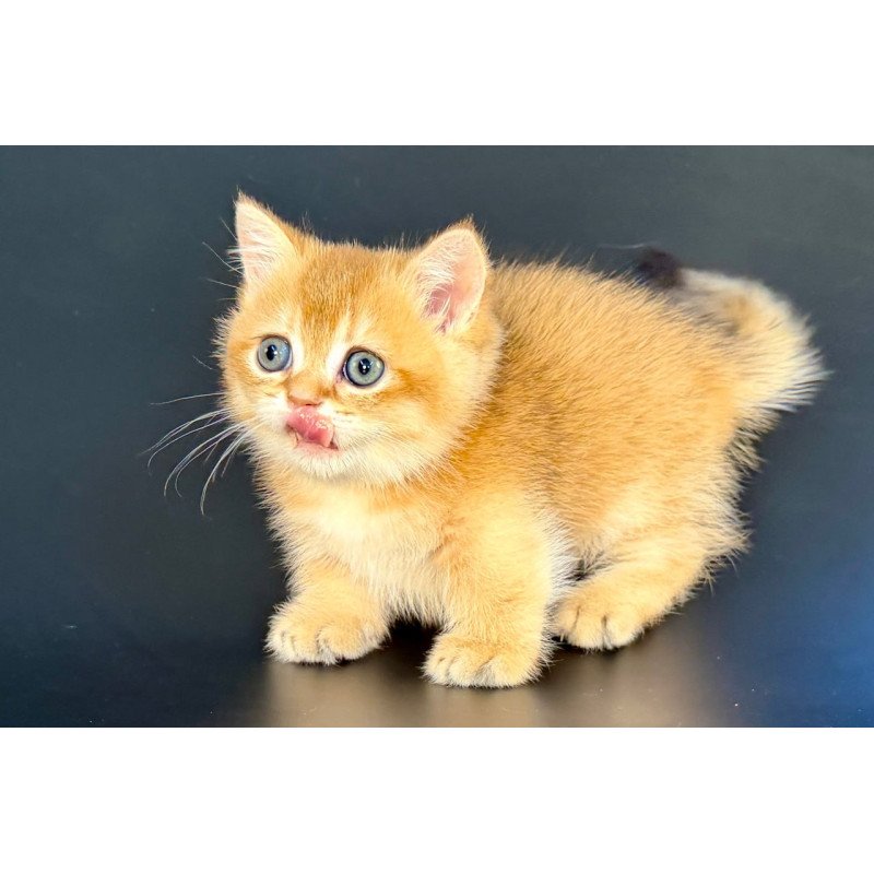Munchkin Yven
