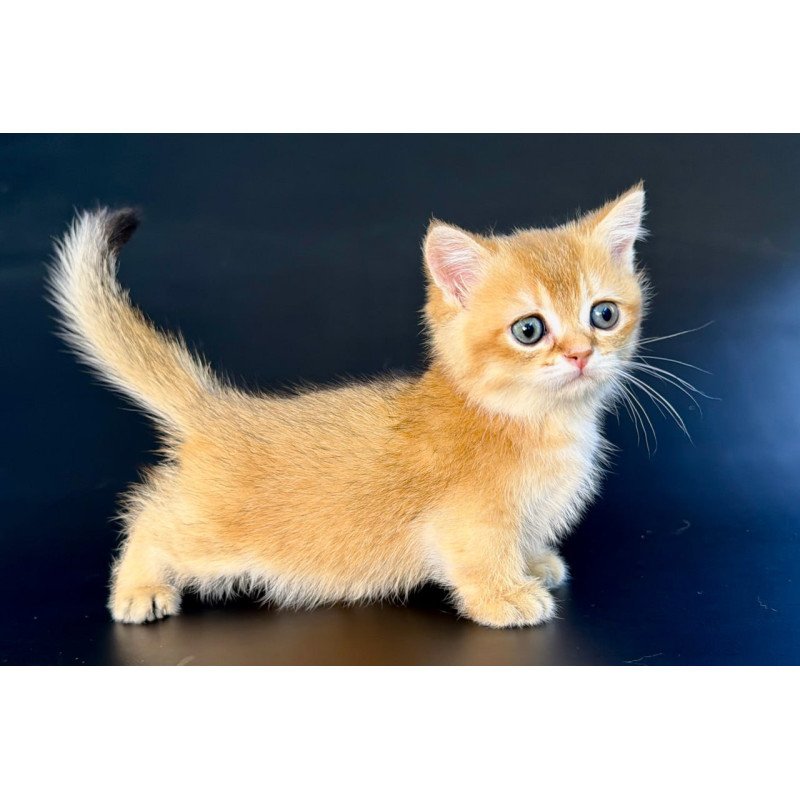 Munchkin Yven