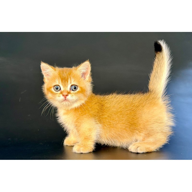 Munchkin Yven