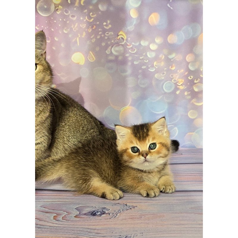 Munchkin Bumble