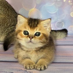 Munchkin Bumble