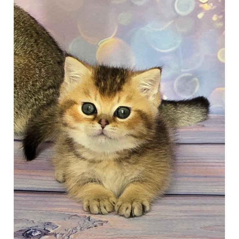 Munchkin Bumble